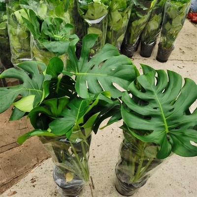 龟背竹盆栽客厅室内大型绿植落地家庭大叶植物花卉耐阴吸甲醛好养