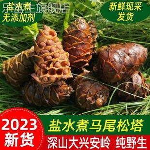 松塔水煮带松子2024新货东北特产大兴安岭马尾松塔碧山秋松子树塔