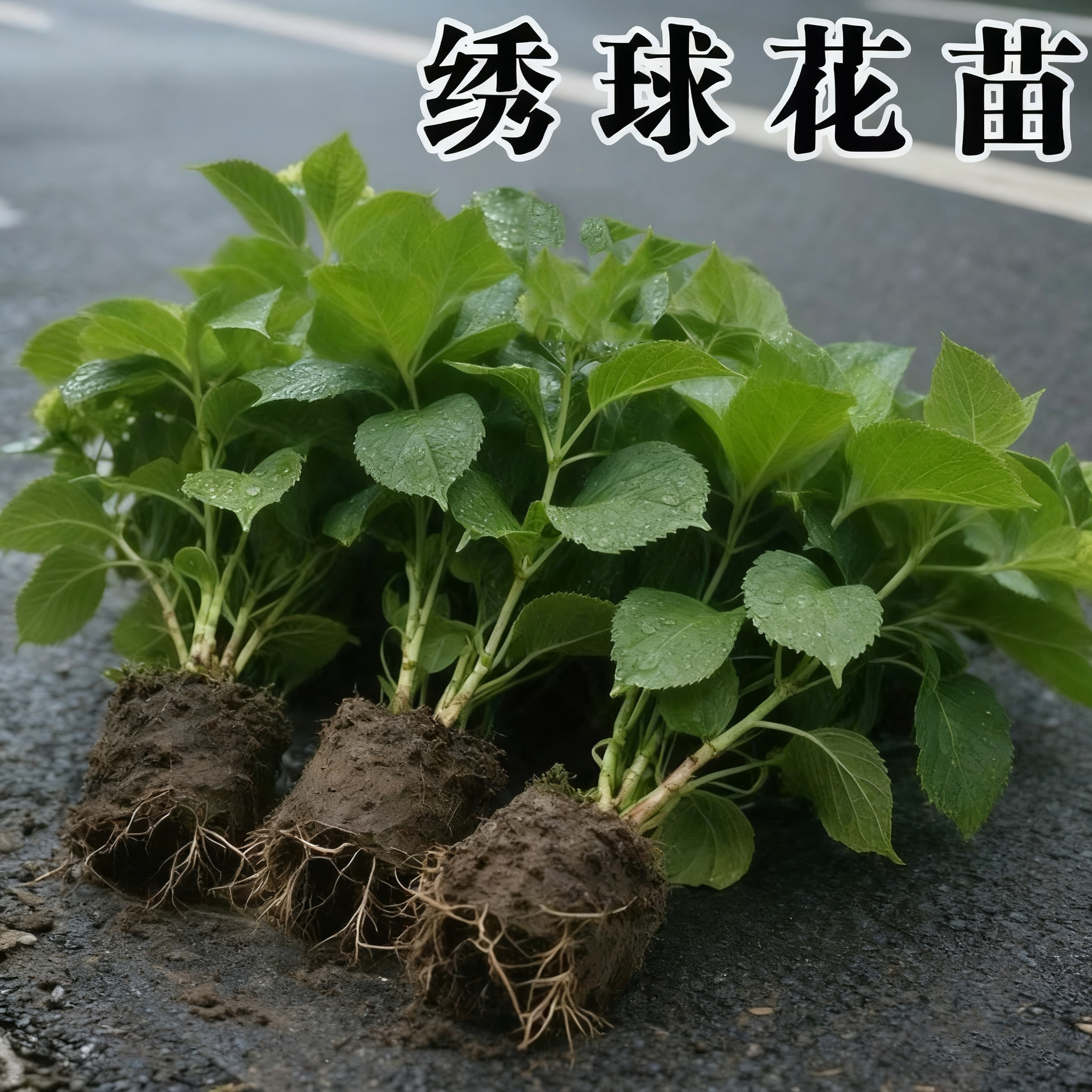 云南绣球花苗盆栽无尽夏四季栽