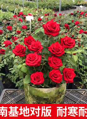 昆明直发玫瑰花老桩老根夏季易活月季花苗室内阳台盆栽特大花植物
