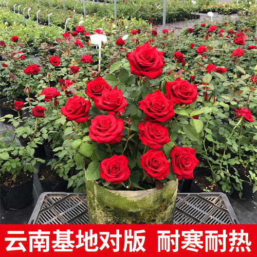 玫瑰花老桩老根夏季易活月季花苗