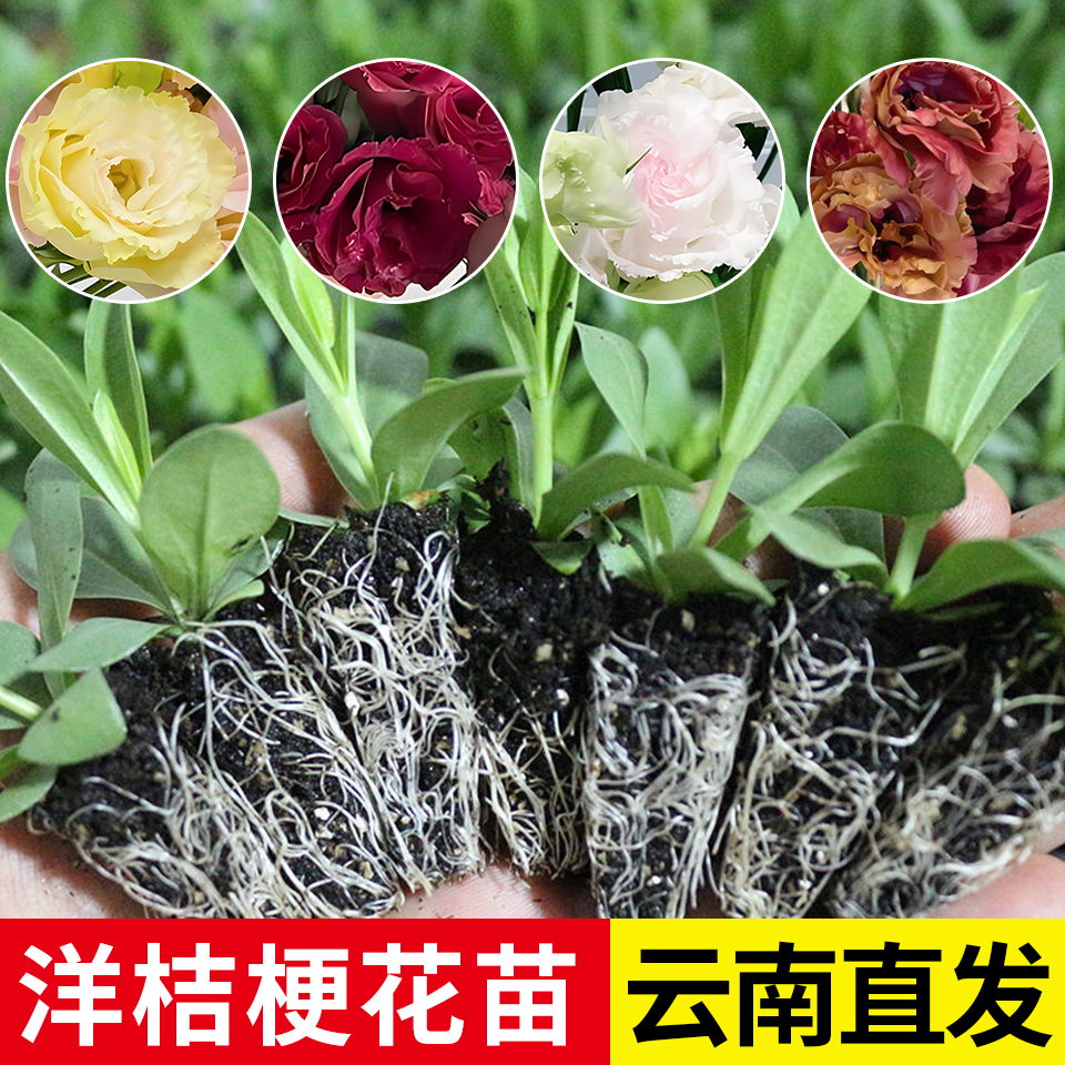 云南直发洋桔梗花苗重瓣穴苗夏季易活阳台盆栽室内室外绿植易活