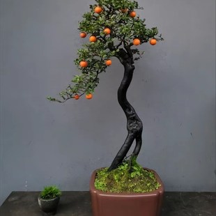 金弹子老桩盆景原生带果母桩带花公树小山灌木