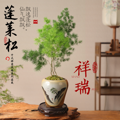 蓬莱松盆栽老桩桌面客厅绿植花卉植物室内花迎客松好养活文竹盆景