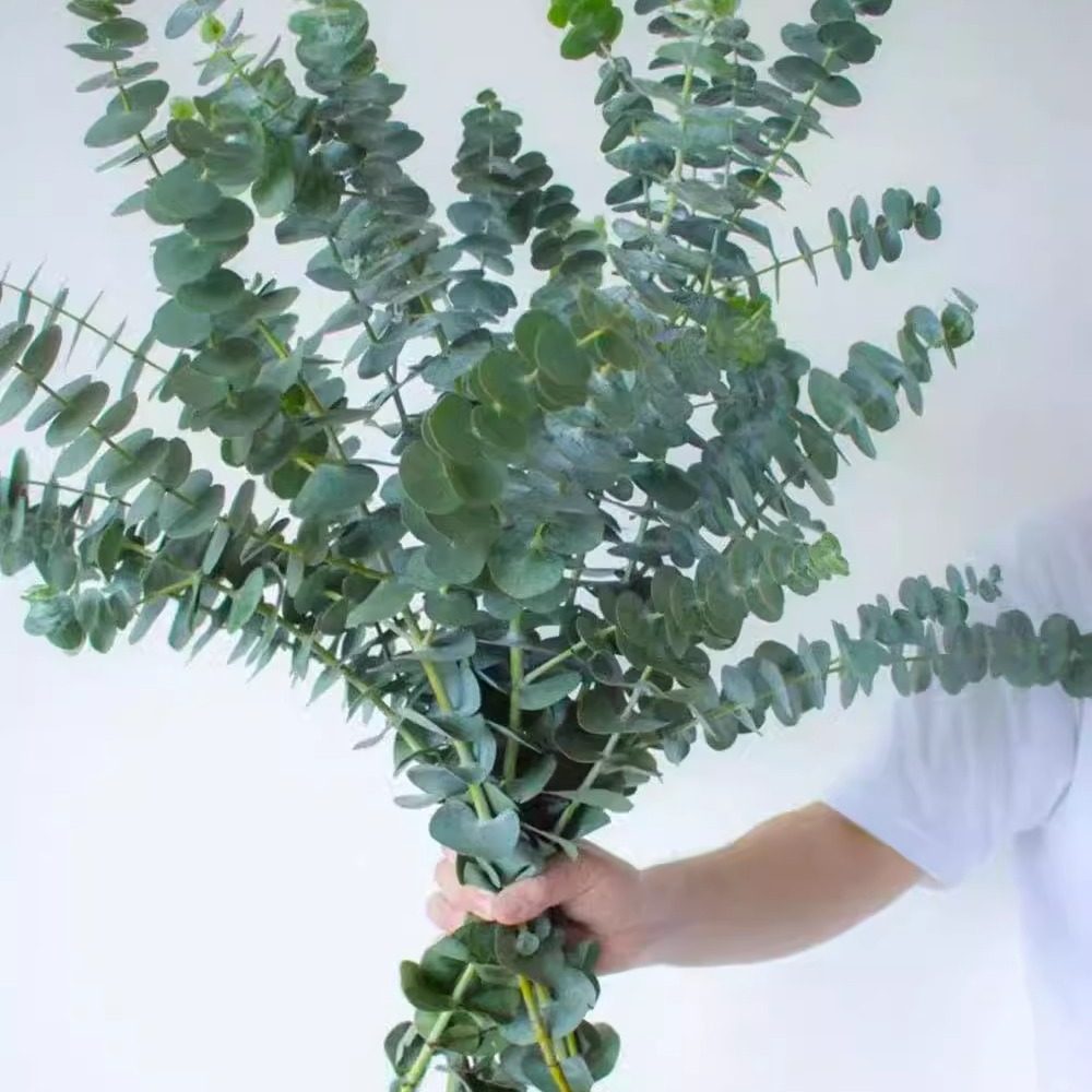 尤加利叶 配花配叶等 单拍不发,鲜花速递/花卉仿真/绿植园艺,花材,淘宝优惠券,粉丝福利购,淘宝优惠卷