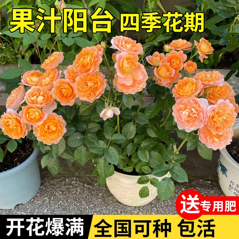 月季花苗四季开花姬月季迷你小盆栽姬乙女须惠姬阳台耐寒耐旱浓香