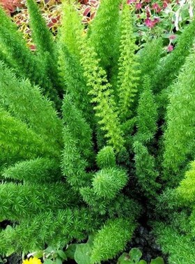 狐尾天门冬盆栽大苗庭院阳台植物四季常青趣味绿植九尾狐好养猫咪