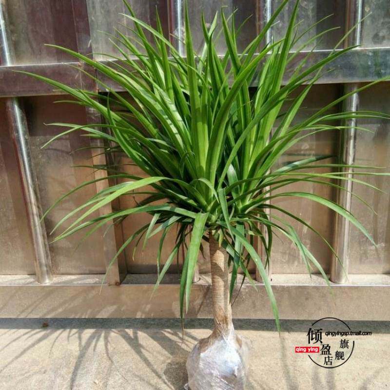 龙须树盆栽香龙血树龙须树苗花卉绿植盆栽龙须树多头植物净化空气