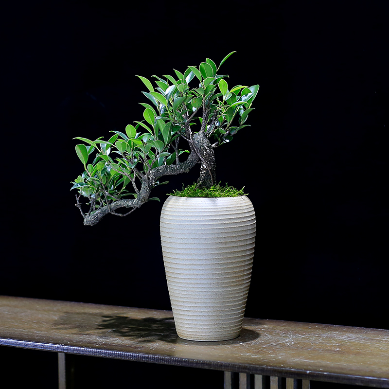 榕树盆景植物造型老桩树桩室内茶几客厅办公室前台桌面绿植盆栽