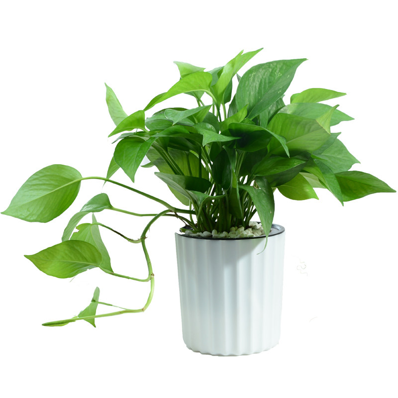 发财树盆栽绿萝栀子花富贵竹文竹吊兰长寿花铁海棠办公室内绿植