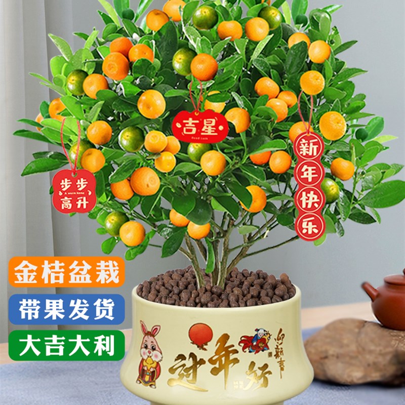 四季金桔树苗盆栽大颗带果石榴室内客厅花卉绿植盆景花卉植物好养