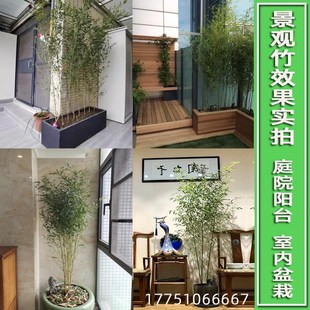 不修剪全冠带梢头不去顶景观竹金竹绿竹庭院观赏佛肚竹四季竹子苗