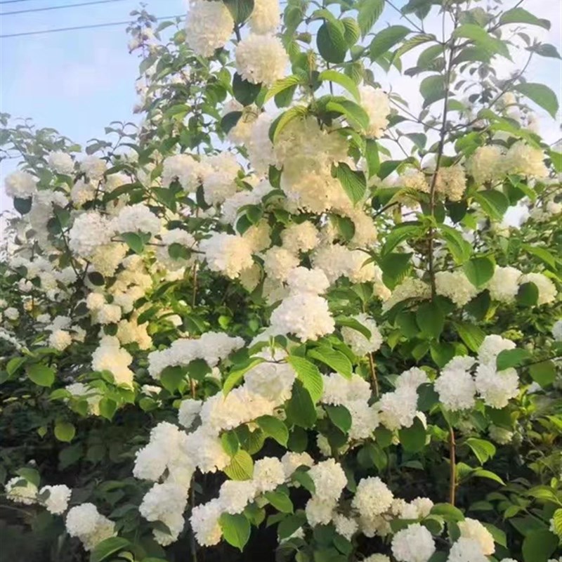 原生麻叶木绣球树苗 庭院别墅绿化苗 工程苗木本植物绣球花苗