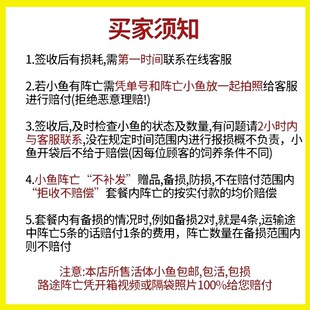 鲮鱼水花苗土鲮鱼苗淡水养殖饵料鱼麦鲮鱼苗泰鲮鱼苗饲料鱼水花苗