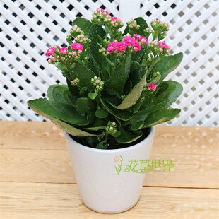 长寿花盆栽 花期长耐干旱 观花植物窗台阳台桌面办公室内花卉绿植