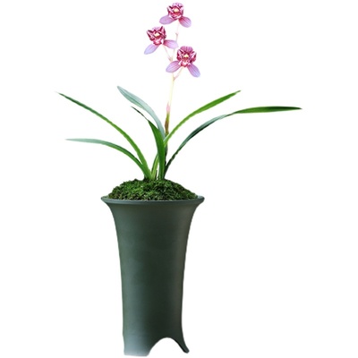 建兰兰花四季凤舞九天浓香花卉盆景盆栽土绿植带草植物花苞名贵苗