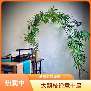 绿植大型红观音竹四季高杆飘枝好养庭院室内茶室桌面水培造景盆栽