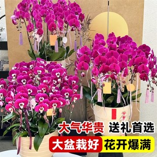 大盆蝴蝶兰盆栽带花苞花剑年宵花乔迁送礼兰花室内花卉绿植物春节