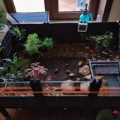 黄缘龟饲养箱安缘台缘闭壳半水龟专用生态造景植物环境养殖乌龟缸