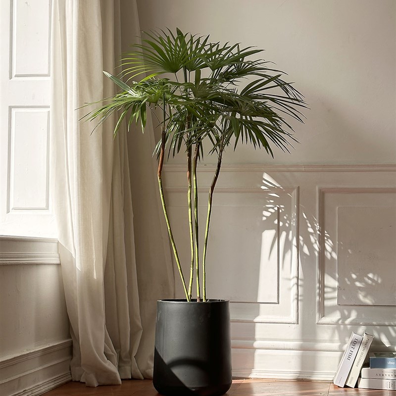 细叶蒲葵棕榈室内网红氛围感治愈系大植物净化空气绿植大盆栽