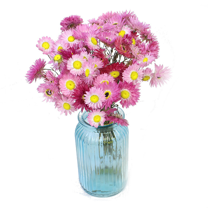 鲁丹鸟罗丹斯小蜡菊雏菊洋甘菊风干花自然真花束家居网红装饰摆件,鲜花速递/花卉仿真/绿植园艺,干花,淘宝优惠券,粉丝福利购,淘宝优惠卷