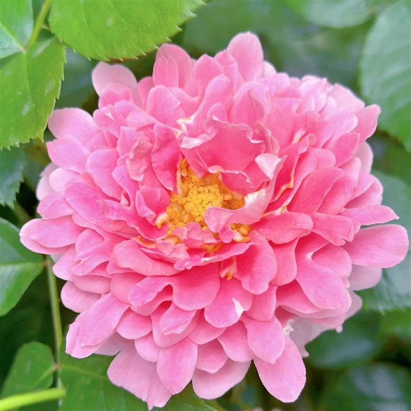 梦幻褶边月季花苗开花玫瑰小苗四季盆栽花卉爬藤植物蔷薇树苗绿植,鲜花速递/花卉仿真/绿植园艺,月季/蔷薇/玫瑰,淘宝优惠券,粉丝福利购,淘宝优惠卷