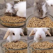 兔饲料 青草杂粮营养抗病豚鼠兔子主粮5斤 包邮 幼兔粮 成幼 兔粮食