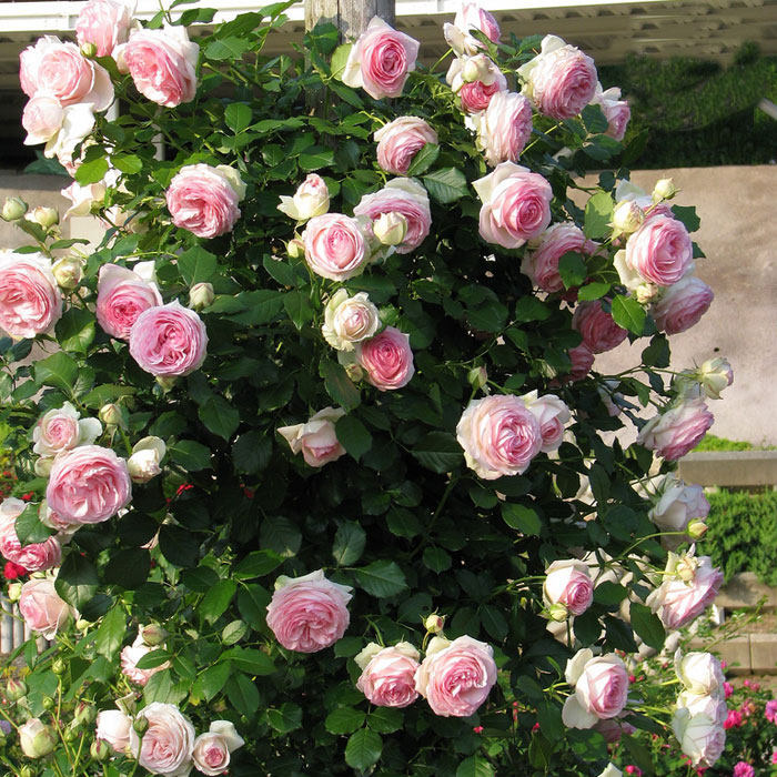 欧月藤本月季 粉色龙沙宝石 粉龙 粉龙沙 爬藤月季花苗多季开花,鲜花速递/花卉仿真/绿植园艺,时令草本花卉,淘宝优惠券,粉丝福利购,淘宝优惠卷