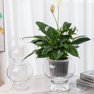 水培玻璃花瓶加厚圆形透明水养花盆桌面创意灯笼小号绿萝器皿