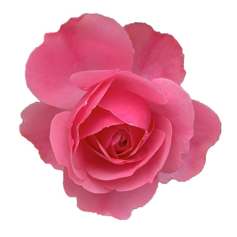 大游行藤本月季花大苗阳台庭院拱门爬藤蔷薇花苗玫瑰花卉大花四季,鲜花速递/花卉仿真/绿植园艺,月季/蔷薇/玫瑰,淘宝优惠券,粉丝福利购,淘宝优惠卷