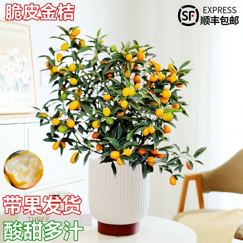 四季金桔盆栽花卉绿植室内客厅办公室旺宅植物可食用金橘树苗易活