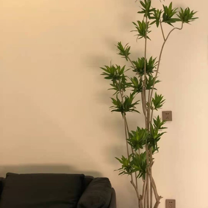 百合竹盆栽 有造型网红植物北欧风室内客厅绿植