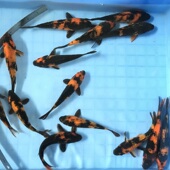 绯写精品锦鲤鱼纯种黑红分明重墨大小型冷水淡水白写锦鲤观赏鱼苗