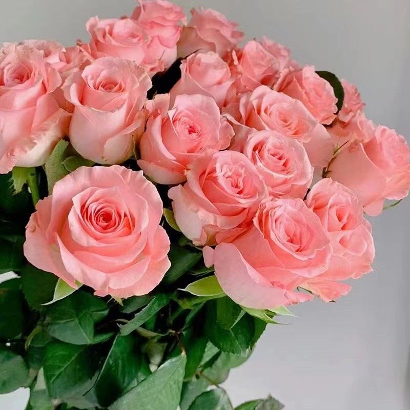 戴安娜月季花苗开花玫瑰小苗四季盆栽花卉爬藤植物藤本蔷薇树绿植,鲜花速递/花卉仿真/绿植园艺,月季/蔷薇/玫瑰,淘宝优惠券,粉丝福利购,淘宝优惠卷