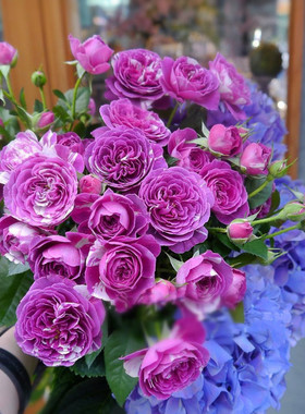 阳台微月紫色条纹月季花苗芬芳宝石四季开植物带花玫瑰花盆栽花卉