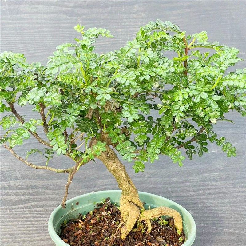胡椒木老桩植物盆栽驱蚊清香木造型悬崖桩阳台造景防虫花卉小绿植
