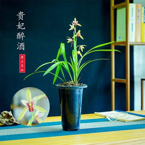 老种建兰四季兰铭品色花贵妃醉酒夏季带花苞浓香室内客厅花卉好养