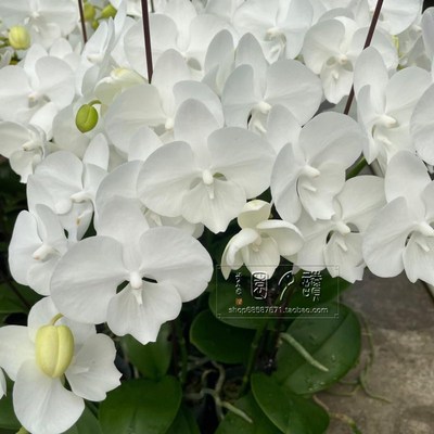 读月园白天鹅蝴蝶纯白色兰花绿植带花剑大舌头蝴蝶兰丰花