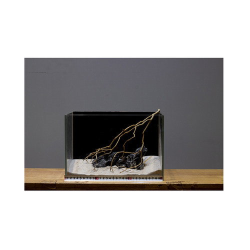 鹿角枝沉木南美缸造景鹿角枝干树枝小鱼缸布景枯木30缸小树枝条