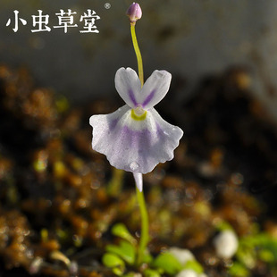 小蓝兔狸藻白兔子食虫草小虫草堂食虫植物盆栽耐阴好养室内水培