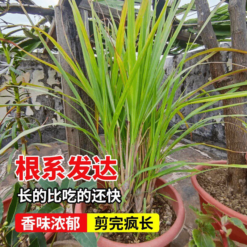 鲜鲜香茅草盆栽室内阳台驱蚊植物柠檬草苗可食用香草调料薄荷绿植