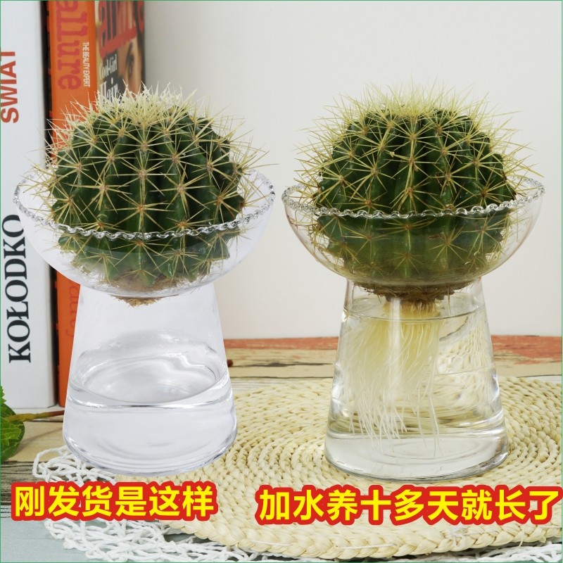 水培芦荟仙人球金琥盆栽不夜城多肉绿植物办公室内盆栽绿植花卉