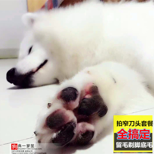 美容师用大型犬猫狗剃毛器特锋宠物电推子大功率金毛萨摩剪毛神器