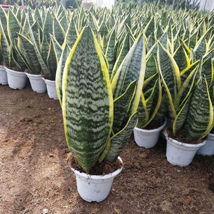 金边短叶矮脚虎皮兰除甲醛净化空气办公室盆栽室内客厅卧室绿植