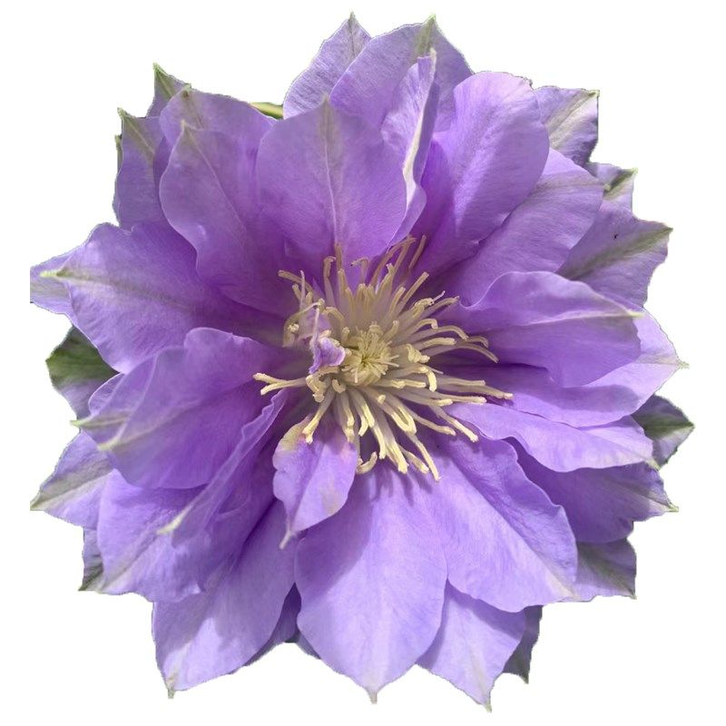 円空铁线莲花大苗爬藤花卉植物圆空大花重瓣攀援爬藤阳台庭院四季,鲜花速递/花卉仿真/绿植园艺,绣球/木绣球/木本植物,淘宝优惠券,粉丝福利购,淘宝优惠卷