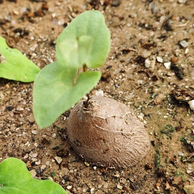 象足龟甲龙冬型种块根红薯爬藤植物花卉绿植室内盆栽阳台四季好养,鲜花速递/花卉仿真/绿植园艺,多肉植物,淘宝优惠券,粉丝福利购,淘宝优惠卷