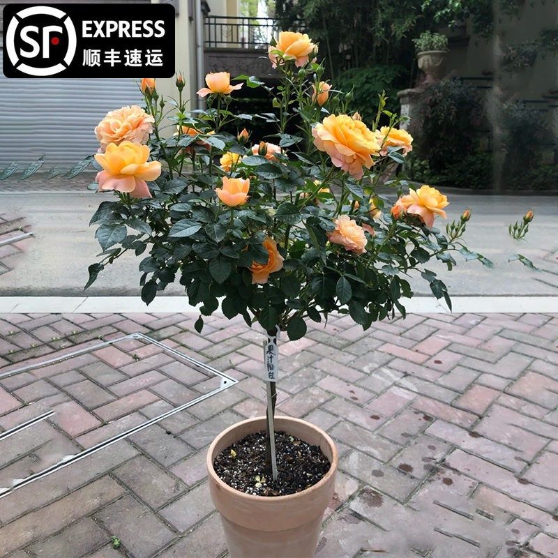蓝色阴雨树桩月季棒棒糖树状多色玫瑰嫁接月季花苗特大花高杆庭院,鲜花速递/花卉仿真/绿植园艺,月季/蔷薇/玫瑰,淘宝优惠券,粉丝福利购,淘宝优惠卷