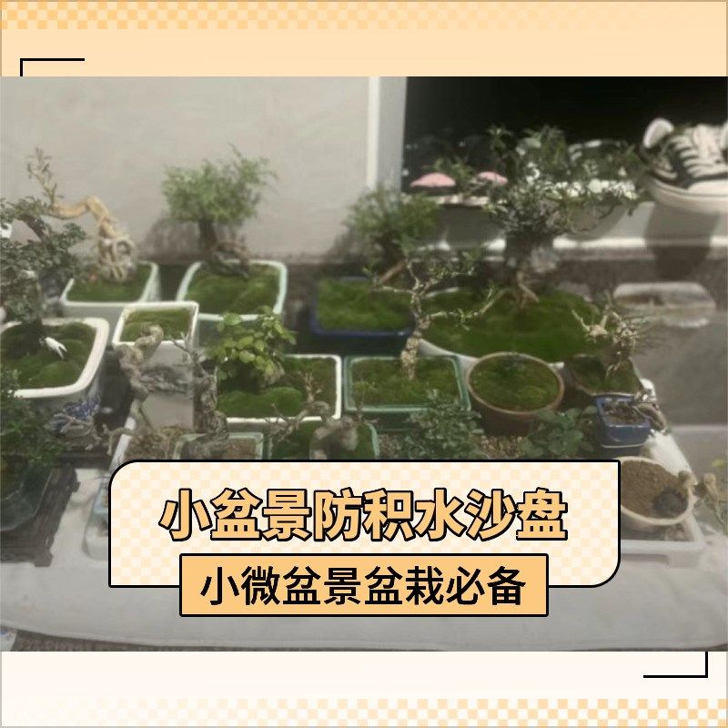 小盆栽微型盆景养护沙盘加密水孔防积水阳台养护实用,鲜花速递/花卉仿真/绿植园艺,其它园艺用品,淘宝优惠券,粉丝福利购,淘宝优惠卷