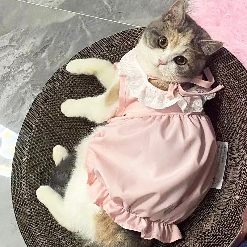 猫咪裙子夏季薄款衣服可爱粉色南瓜裙布偶英短蓝猫宠物狗狗公主裙,宠物/宠物食品及用品,猫宠物服装/雨衣（新）,淘宝优惠券,粉丝福利购,淘宝优惠卷