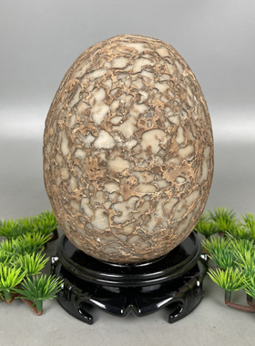 天然结核纹石蛋树皮石蛋恐龙石蛋原石摆件观赏石奇石收藏他山石头